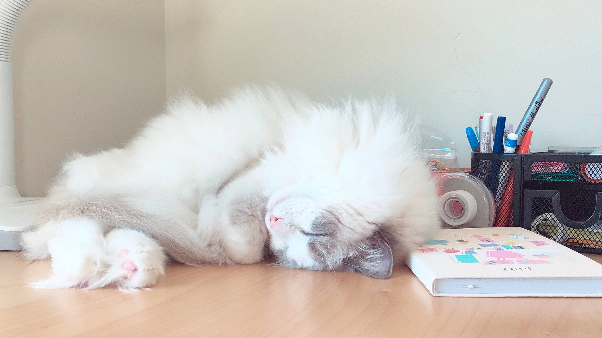 Dominic is registered to the contest to win money with this photo: american_curl, carnivore, cat, felidae, fur, kitten, norwegian_forest_cat, nose, paw, persian, ragdoll, small_to_medium_sized_cats, turkish_angora, whiskers