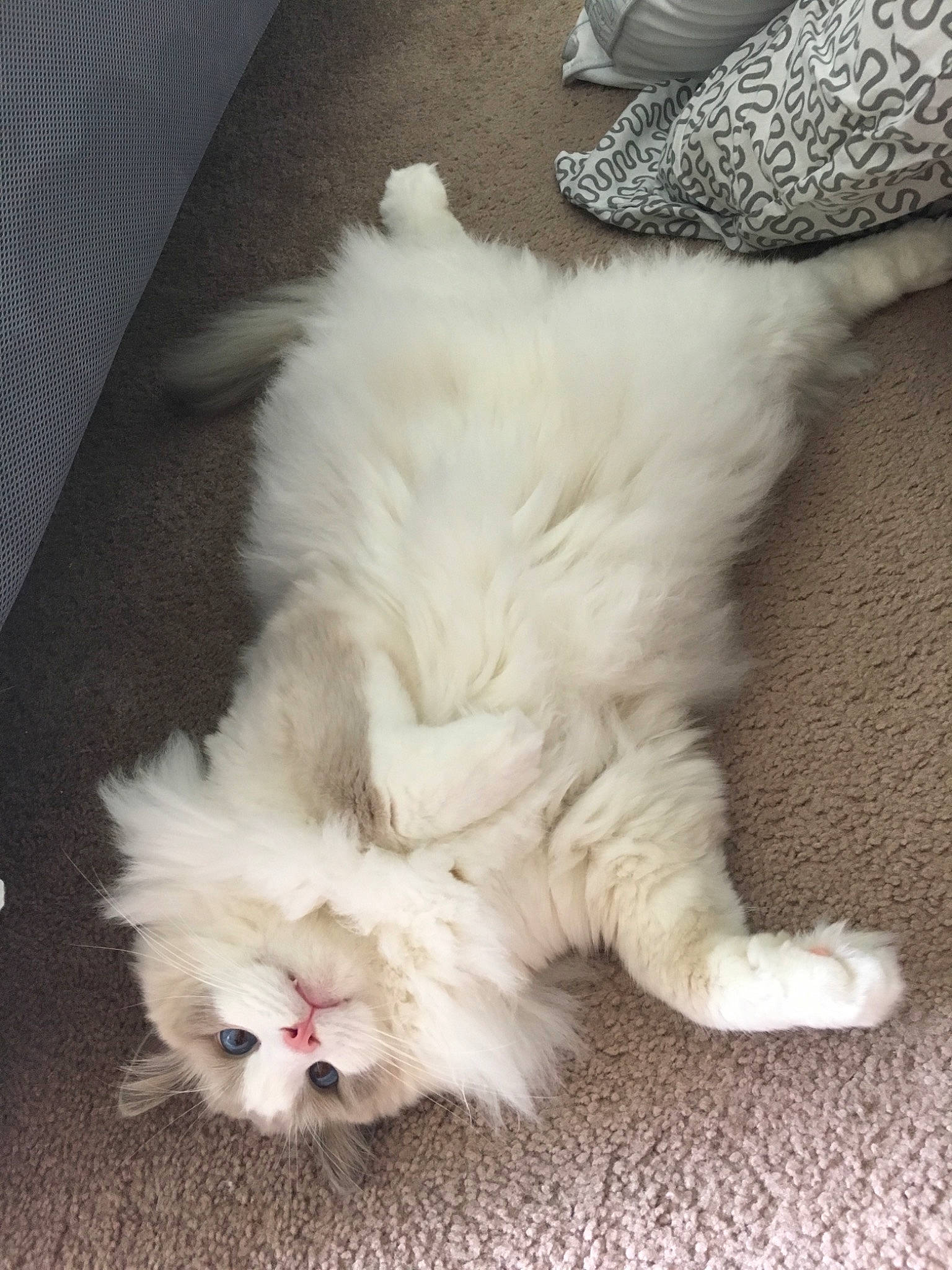 Dominic joined the competition — help win amazing prizes! british_longhair, british_semi_longhair, canidae, carnivore, cat, domestic_long_haired_cat, fawn, felidae, fur, kitten, mammal, norwegian_forest_cat, paw, persian, ragamuffin, ragdoll, skin, small_to_medium_sized_cats, tail, whiskers