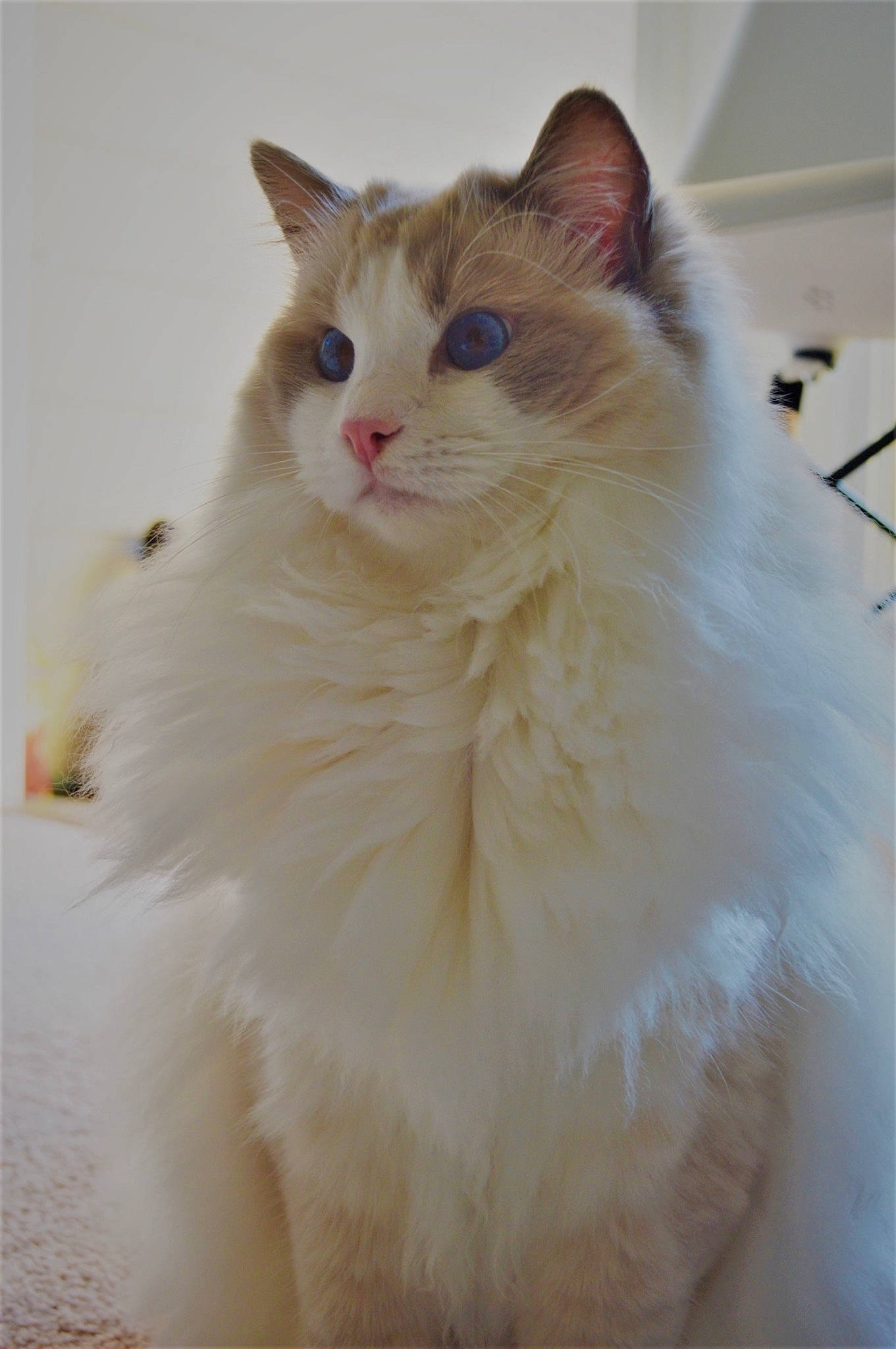 Dominic is registered to the contest to win money with this photo: aegean_cat, asian_semi_longhair, british_semi_longhair, carnivore, cat, colorpoint_shorthair, domestic_long_haired_cat, eye, felidae, fur, japanese_bobtail, mammal, norwegian_forest_cat, ragamuffin, ragdoll, small_to_medium_sized_cats, turkish_angora, turkish_van, vertebrate, whiskers