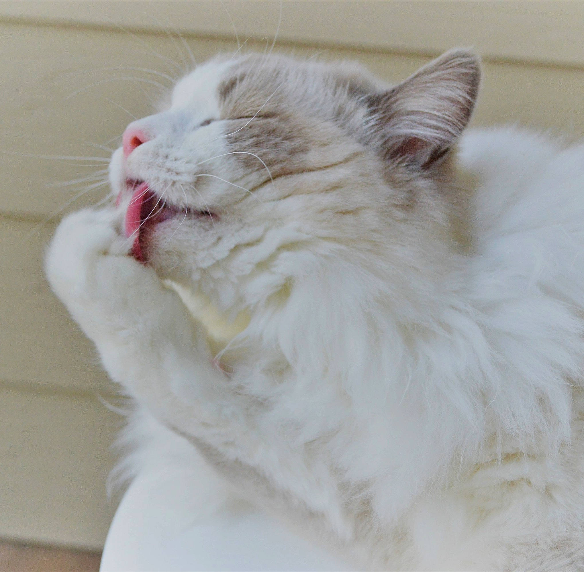 Dominic joined the competition — help win amazing prizes! aegean_cat, american_curl, british_semi_longhair, carnivore, cat, domestic_long_haired_cat, felidae, fur, maine_coon, mammal, napoleon_cat, norwegian_forest_cat, ragamuffin, ragdoll, small_to_medium_sized_cats, snout, turkish_angora, turkish_van, vertebrate, whiskers