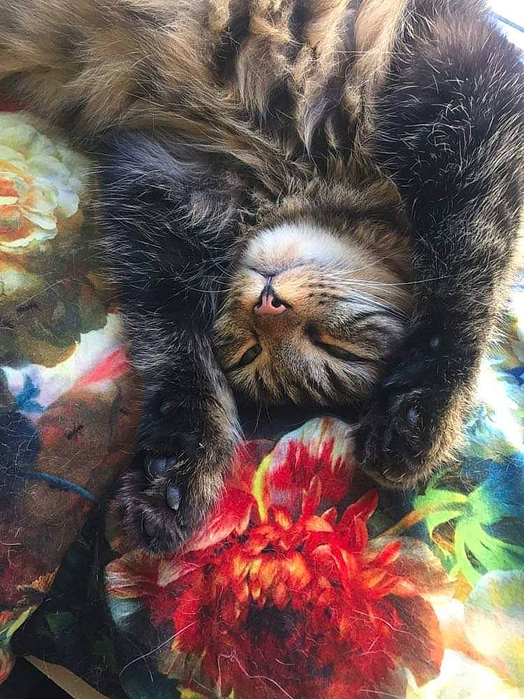 Mina participe au concours pour gagner de l'argent avec cette photo : big_cats, carnivore, cat, companion_dog, dog_breed, eye, fawn, felidae, fur, liver, organism, painting, petal, primate, small_to_medium_sized_cats, snout, tail, terrestrial_animal, textile, whiskers