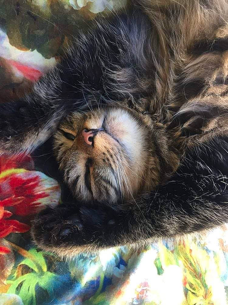 Mina participe au concours pour gagner de l'argent avec cette photo : carnivore, cat, claw, close_up, comfort, domestic_short_haired_cat, felidae, flower, fur, liver, nap, nature, organism, paw, plant, small_to_medium_sized_cats, snout, tail, terrestrial_animal, whiskers