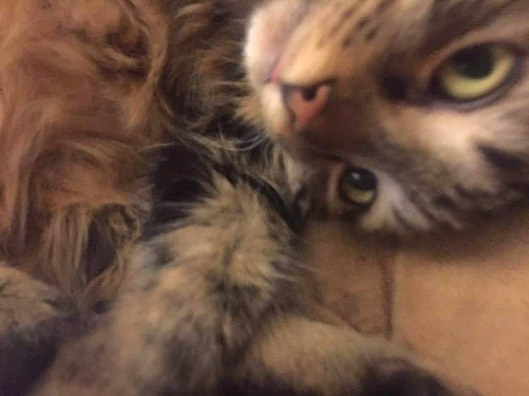 Mina participe au concours pour gagner de l'argent avec cette photo : carnivore, cat, claw, comfort, domestic_short_haired_cat, fawn, felidae, fur, nose, paw, siberian, small_to_medium_sized_cats, snout, tail, terrestrial_animal, whiskers, wildlife