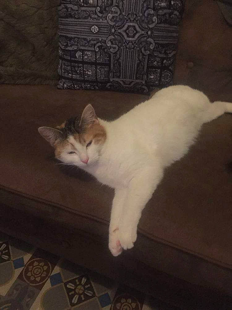 Lilith participe au concours pour gagner de l'argent avec cette photo : carnivore, cat, claw, comfort, domestic_short_haired_cat, door, fawn, felidae, flooring, foot, fur, hardwood, metal, paw, room, small_to_medium_sized_cats, square, tail, whiskers, wood