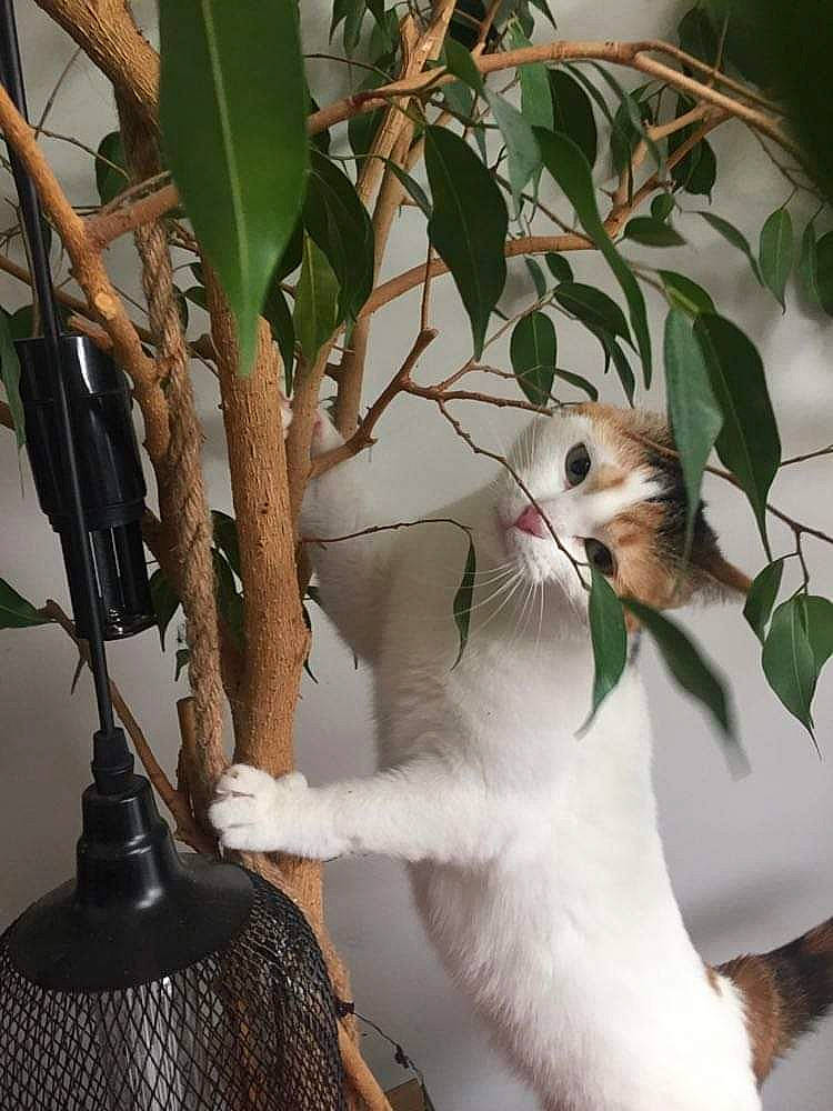 Lilith participe au concours pour gagner de l'argent avec cette photo : botany, branch, carnivore, cat, domestic_short_haired_cat, felidae, flowering_plant, flowerpot, fur, houseplant, idiophone, lamp, plant, small_to_medium_sized_cats, tail, terrestrial_plant, tree, twig, whiskers, wood