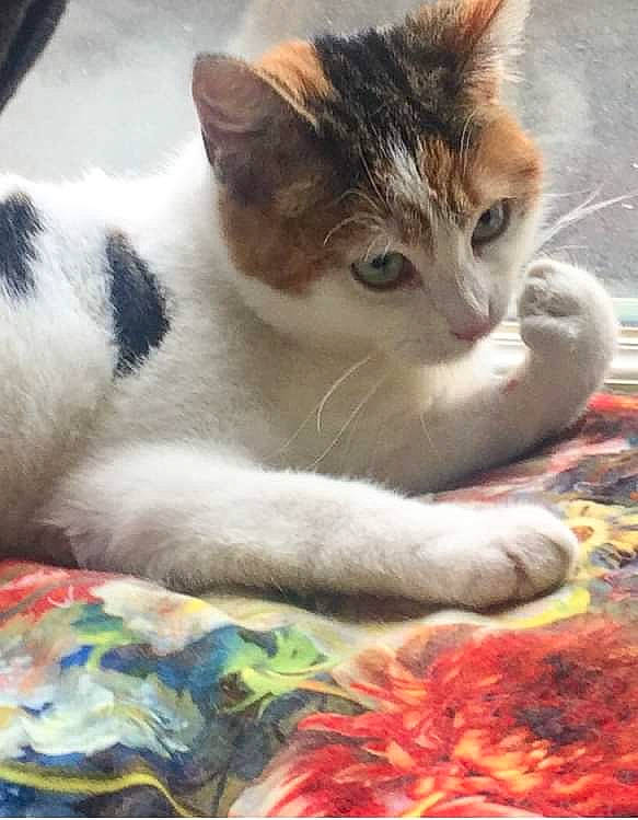 Lilith a rejoint le concours — aidez-le/la à gagner de superbes lots ! art, bedding, carmine, carnivore, cat, cat_supply, claw, comfort, domestic_short_haired_cat, felidae, fur, linens, pattern, paw, small_to_medium_sized_cats, snout, tail, whiskers, woven_fabric