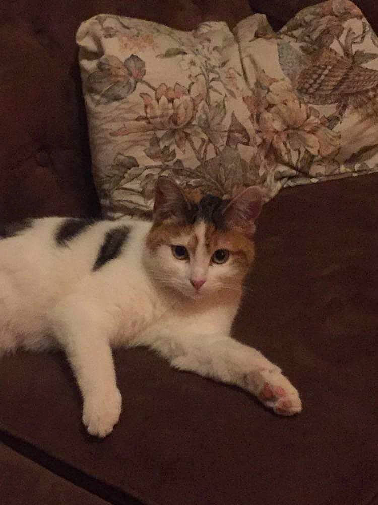 Lilith a rejoint le concours — aidez-le/la à gagner de superbes lots ! carnivore, cat, claw, comfort, domestic_short_haired_cat, felidae, flooring, fur, hardwood, linens, paw, sitting, small_to_medium_sized_cats, snout, tail, terrestrial_animal, whiskers, window, wood