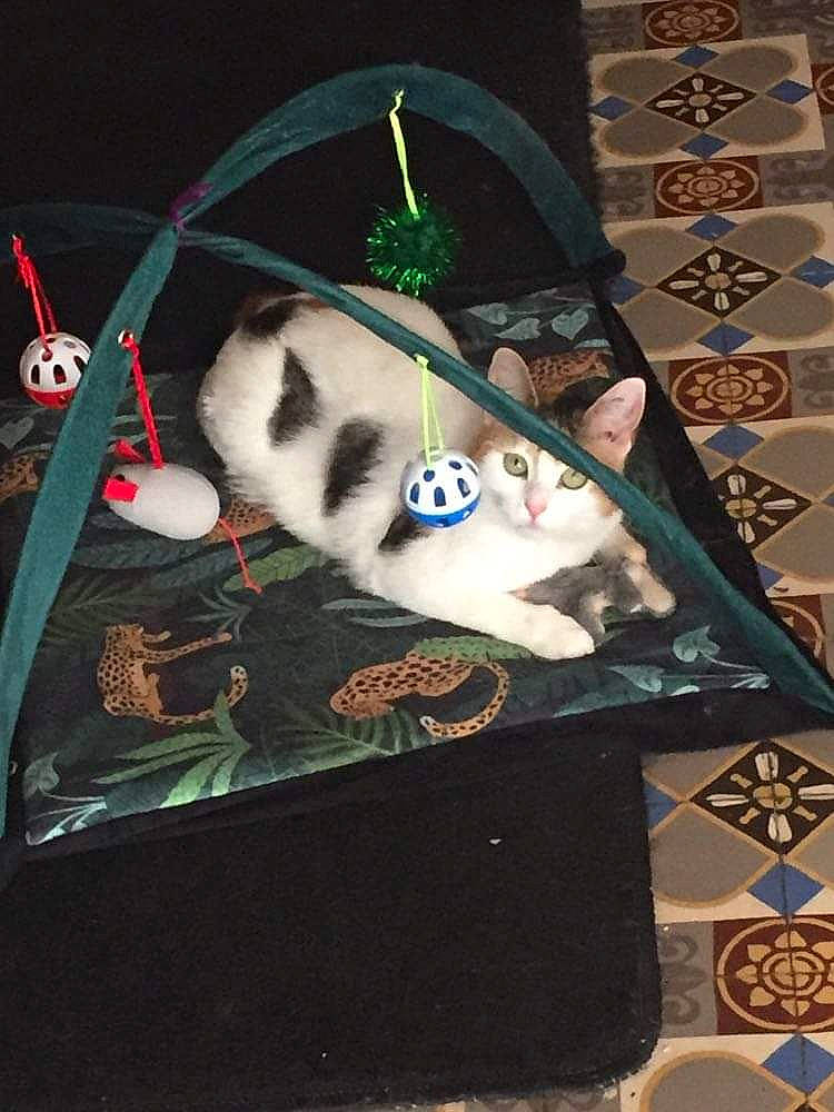 Lilith a rejoint le concours — aidez-le/la à gagner de superbes lots ! art, carmine, carnivore, cat, darkness, fawn, felidae, flooring, fur, games, pattern, small_to_medium_sized_cats, tail, visual_arts, whiskers, wood