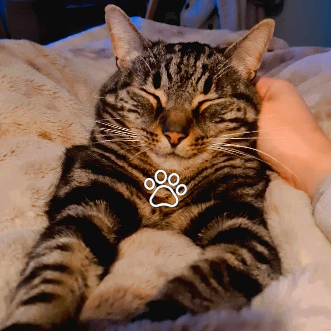 Nanaki a rejoint le concours — aidez-le/la à gagner de superbes lots ! abyssinian, adult, animal, bed, bedroom, blanket, cat, couch, female, furniture, hardwood, head, homedecor, indoors, kitten, manx, person, pet, woman, wood