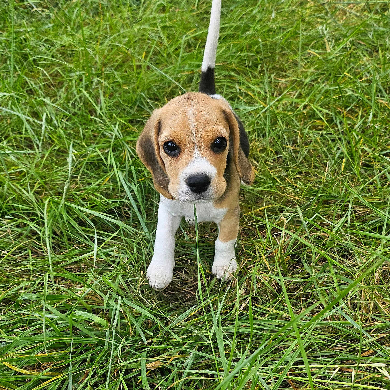 Vaïka participe au concours pour gagner de l'argent avec cette photo : accessories, animal, beagle, canine, dog, field, grass, grassland, green, herbal, hound, lawn, leash, nature, outdoors, pet, plant, puppy, strap, vegetation