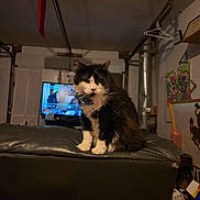 Marco is registered to the contest to win money with this photo: cat, tuxedo_cat, black_and_white, pet, animal, sitting, portrait, whiskers, ears, paws, indoors, living_room, garage, leather, ottoman, television, artwork, clutter, furniture, low_light
