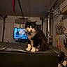 cat, tuxedo_cat, black_and_white, pet, animal, sitting, portrait, whiskers, ears, paws, indoors, living_room, garage, leather, ottoman, television, artwork, clutter, furniture, low_light
