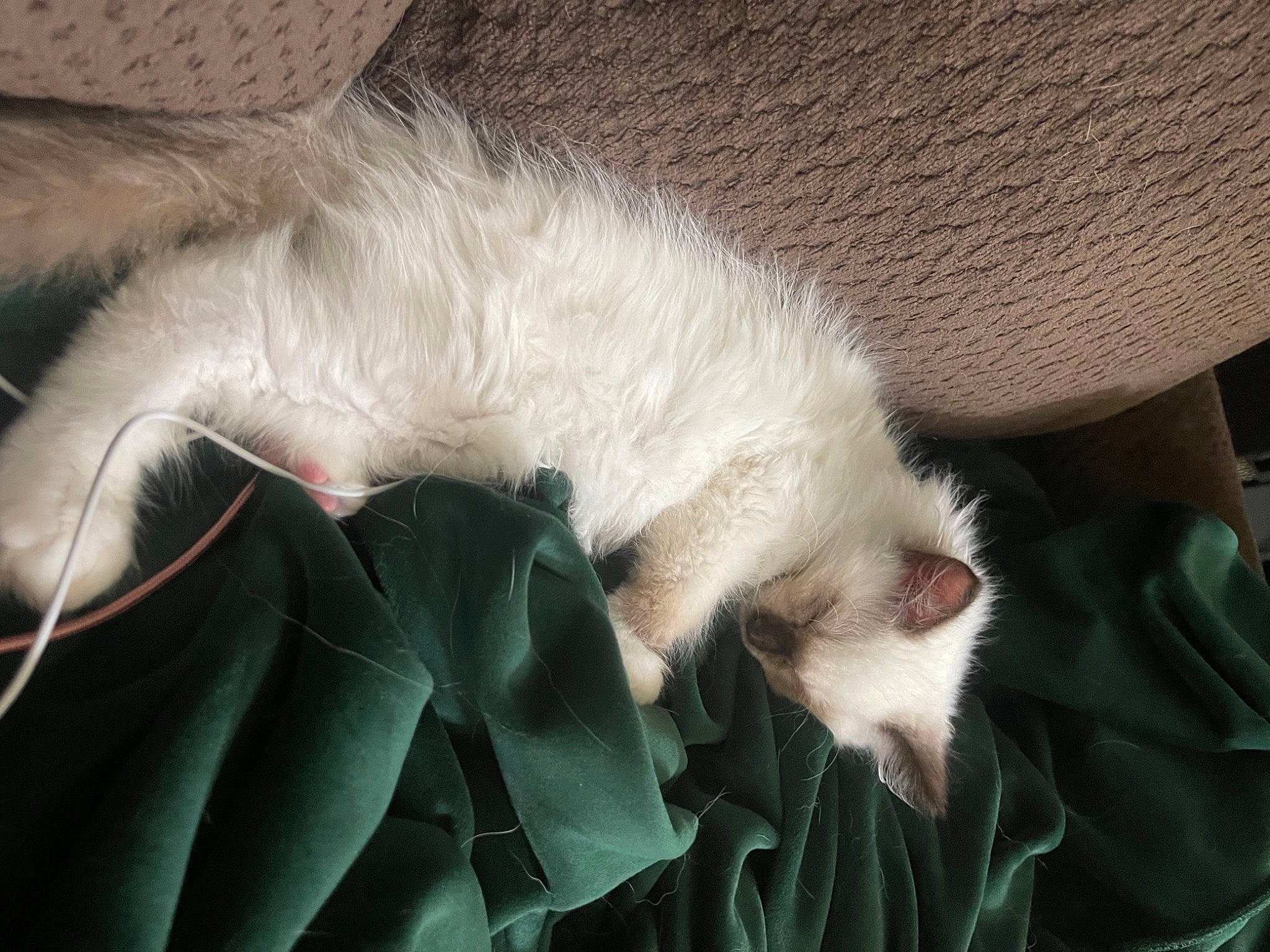 Rocky joined the competition — help win amazing prizes! carnivore, cat, claw, comfort, domestic_short_haired_cat, ear, feather, felidae, fur, leg, nap, paw, sleep, small_to_medium_sized_cats, snout, tail, whiskers, wing