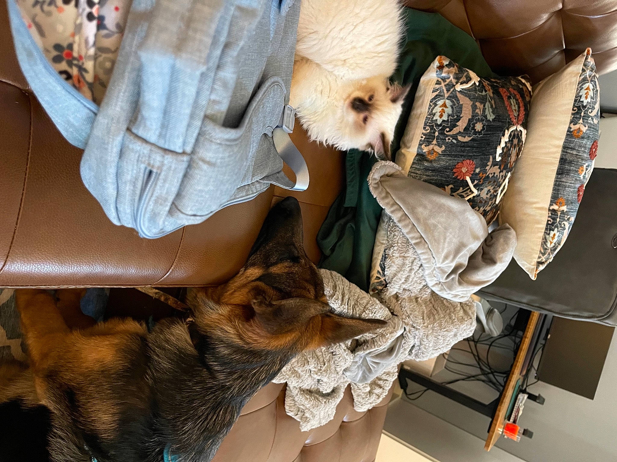 Rocky is registered to the contest to win money with this photo: boot, dress, eyewear, fashion_accessory, fashion_design, fawn, feather, fur, fur_clothing, hat, headgear, human_leg, shorts, sleeve, street_fashion, sunglasses, textile, thigh, tree, white