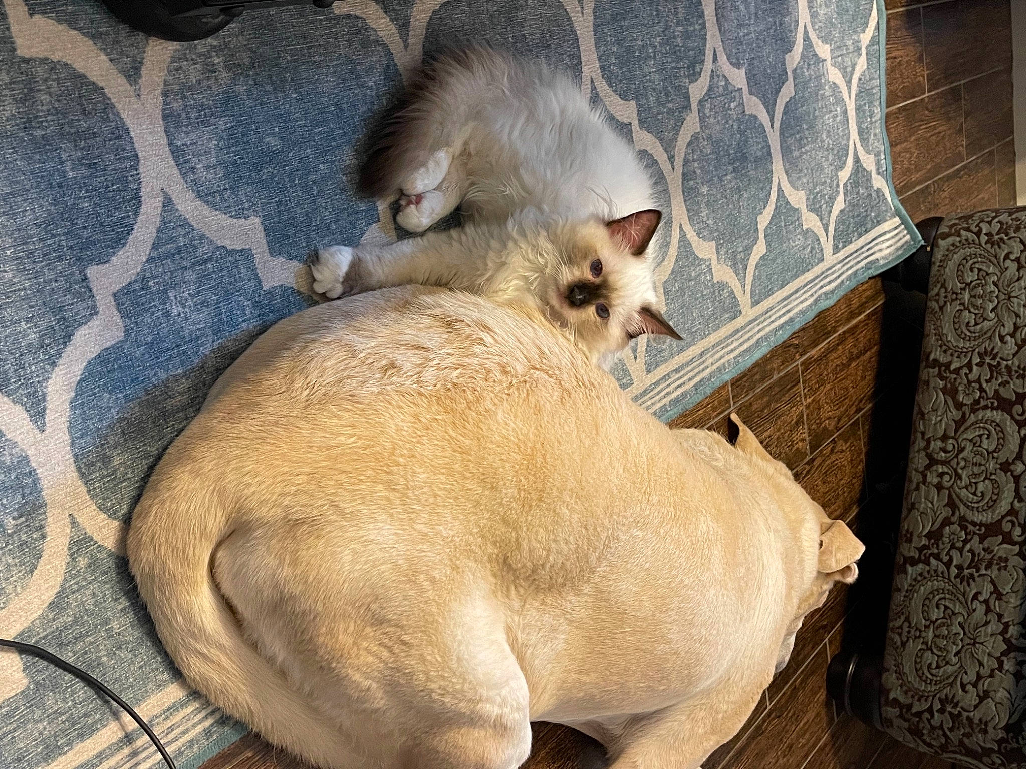 Rocky is registered to the contest to win money with this photo: birman, canidae, carnivore, cat, comfort, fawn, felidae, fur, nap, paw, siamese, small_to_medium_sized_cats, snout, tail, terrestrial_animal, thai, whiskers, wildlife