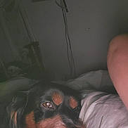 Puce participe au concours pour gagner de l'argent avec cette photo : dog, close_up, resting, sleepy, indoors, pillow, black_dog, brown_markings, pet, animal, fur, face, snout, ear, bed, blanket, relaxed, companion, domestic_animal, canine