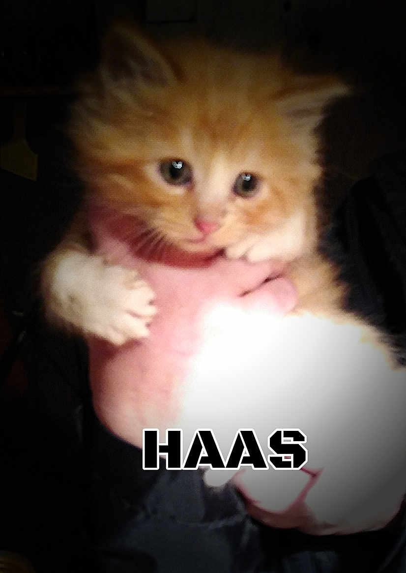 Haas