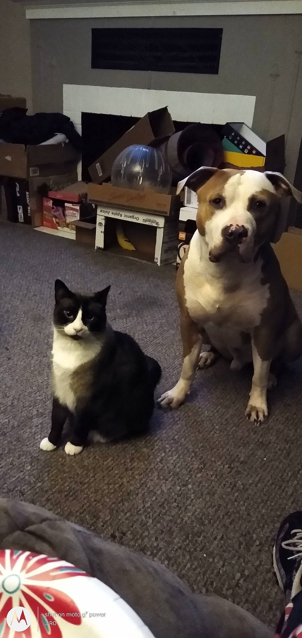 Smokey joined the competition — help win amazing prizes! american_pit_bull_terrier, boston_terrier, canidae, carnivore, cat, companion_dog, dog, dog_breed, fawn, felidae, kitten, mammal, non_sporting_group, pit_bull, small_to_medium_sized_cats, snout, sporting_group, tail, vertebrate, whiskers