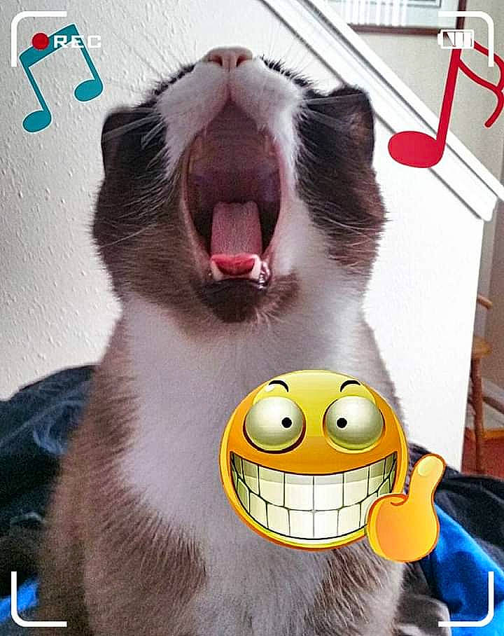 Smokey is registered to the contest to win money with this photo: carnivore, cat, fang, felidae, fur, happy, jaw, line, mouth, paw, photograph, roar, small_to_medium_sized_cats, snapshot, snout, tail, vertebrate, whiskers, white, yawn