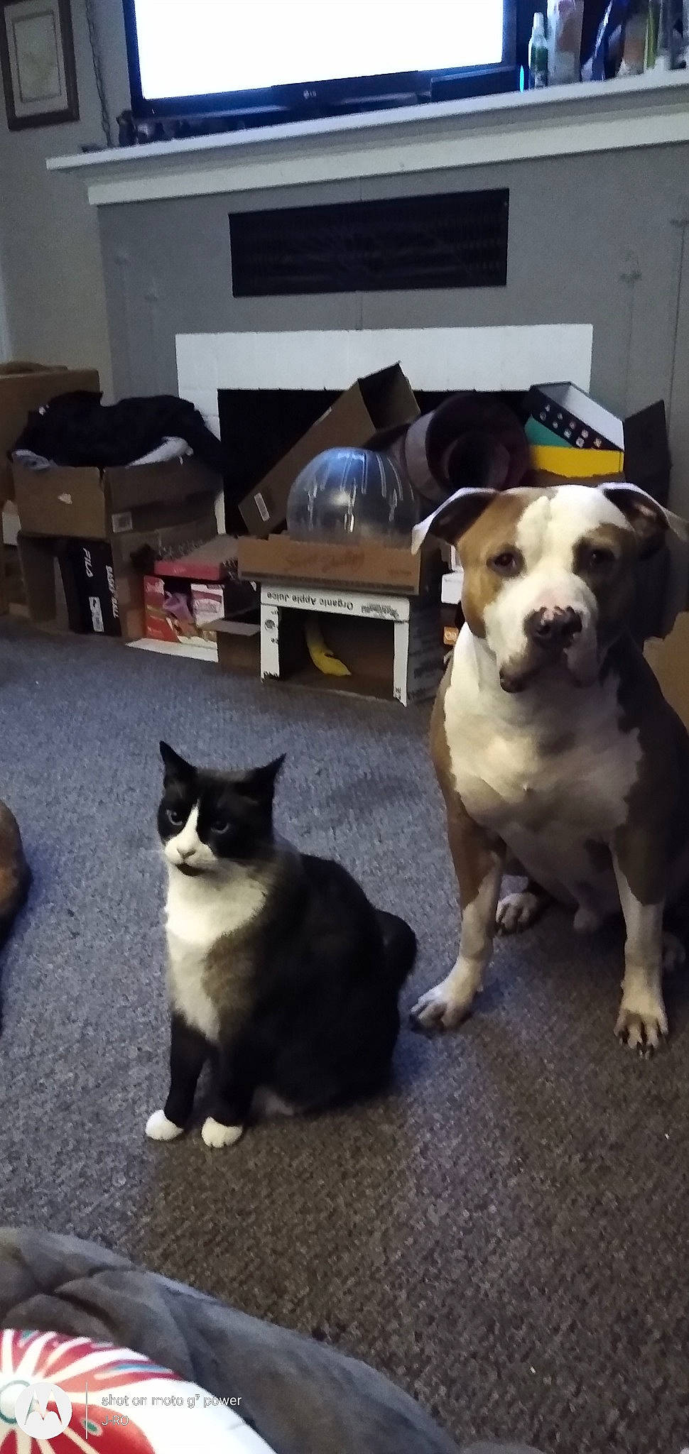 Smokey joined the competition — help win amazing prizes! american_pit_bull_terrier, american_staffordshire_terrier, canidae, carnivore, cat, companion_dog, dog, dog_breed, fawn, felidae, mammal, non_sporting_group, paw, pit_bull, puppy, small_to_medium_sized_cats, snout, tail, vertebrate, whiskers