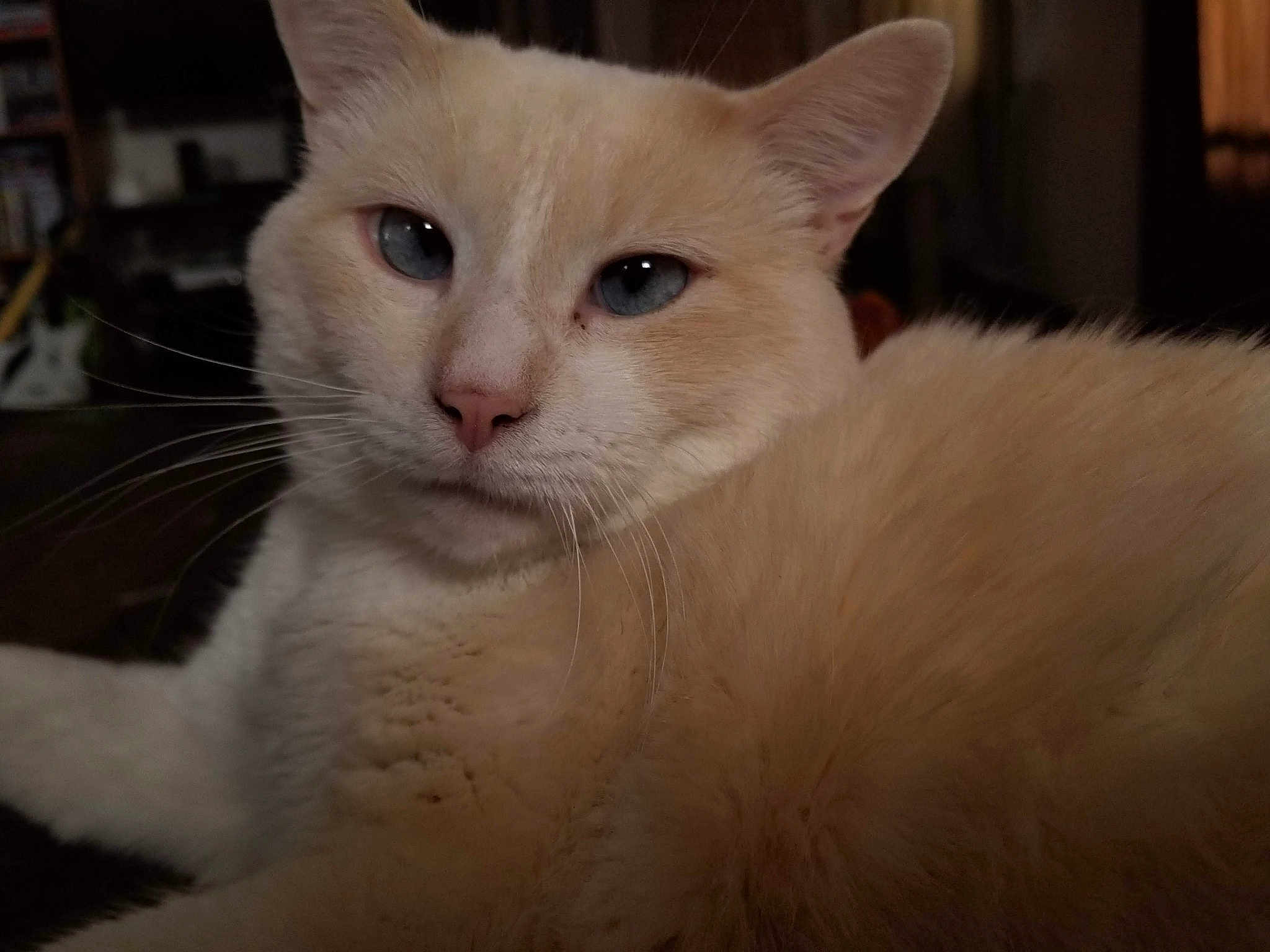 Oscar