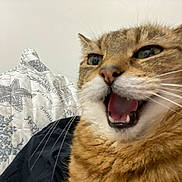 Snick is registered to the contest to win money with this photo: cat, tabby, close_up, mouth_open, whiskers, teeth, pet, animal, indoor, quilt, starfish_pattern, coral_pattern, fabric, fur, ears, green_eyes, expression, cute, domestic_cat, resting