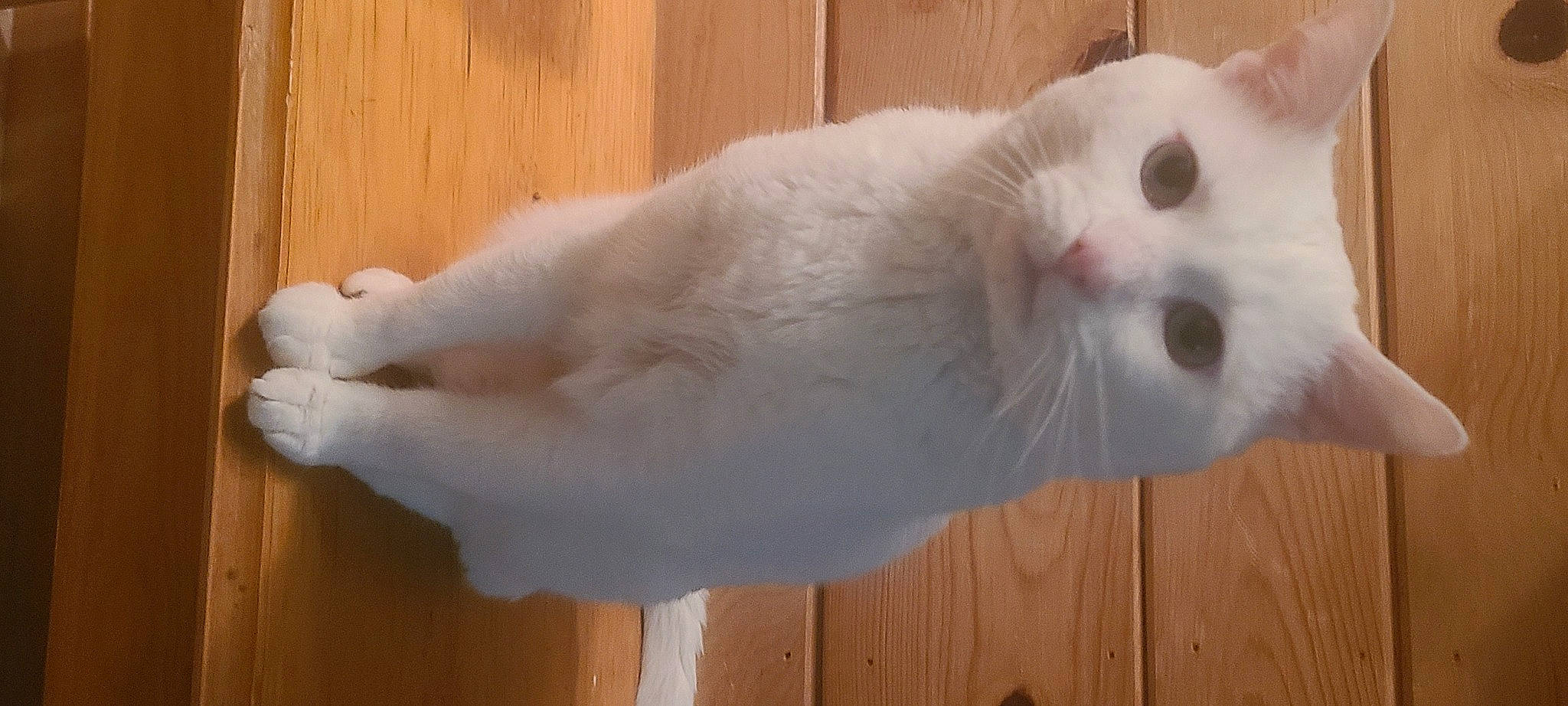 Minoo participe au concours pour gagner de l'argent avec cette photo : carnivore, cat, domestic_short_haired_cat, eye, fawn, felidae, flooring, foot, fur, hardwood, paw, small_to_medium_sized_cats, snout, tail, varnish, whiskers, wood