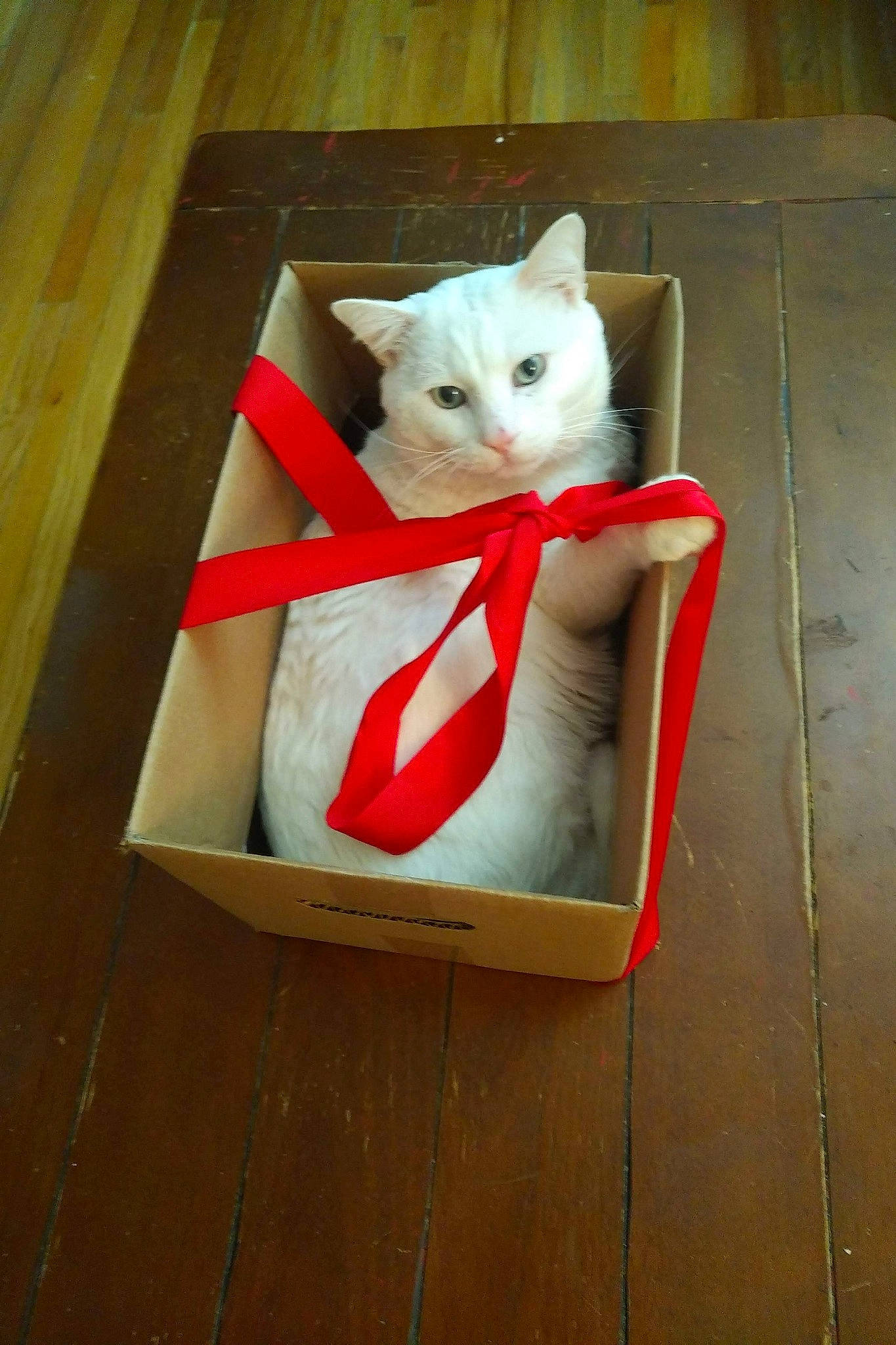 Minoo a rejoint le concours — aidez-le/la à gagner de superbes lots ! cardboard, carmine, carnivore, cat, domestic_short_haired_cat, fawn, felidae, flooring, fur, hardwood, plank, plywood, rectangle, room, small_to_medium_sized_cats, tail, varnish, whiskers, wood, wood_stain