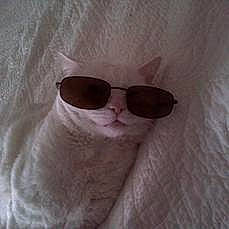 Minoo a rejoint le concours — aidez-le/la à gagner de superbes lots ! carnivore, cat, domestic_short_haired_cat, eyelash, eyewear, fawn, felidae, fur, gesture, paw, sleeve, small_to_medium_sized_cats, tail, whiskers