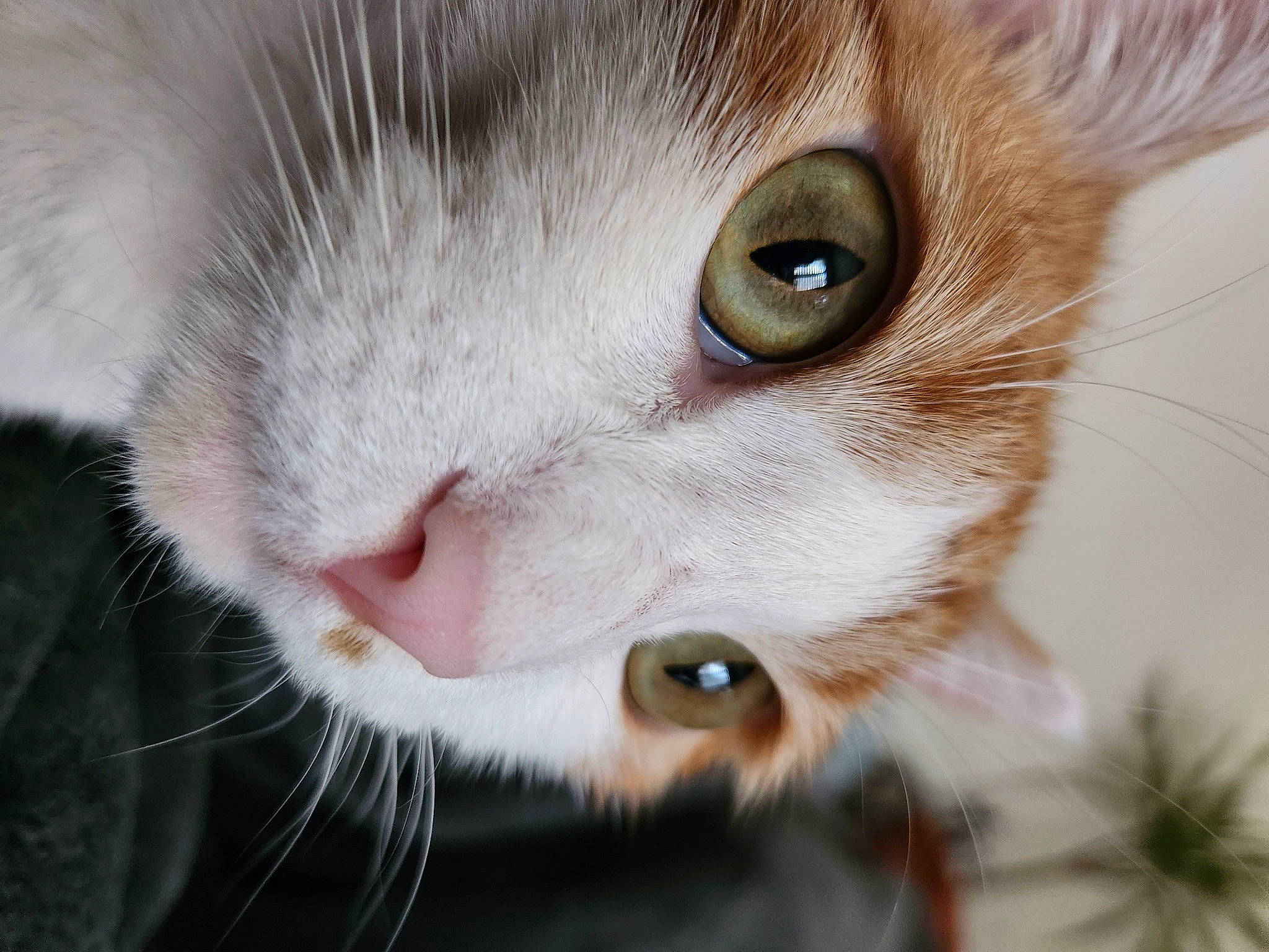 Trésor participe au concours pour gagner de l'argent avec cette photo : carnivore, cat, close_up, domestic_short_haired_cat, ear, eye, eyelash, fawn, felidae, fur, human_body, iris, nose, photography, small_to_medium_sized_cats, snout, whiskers, wildlife