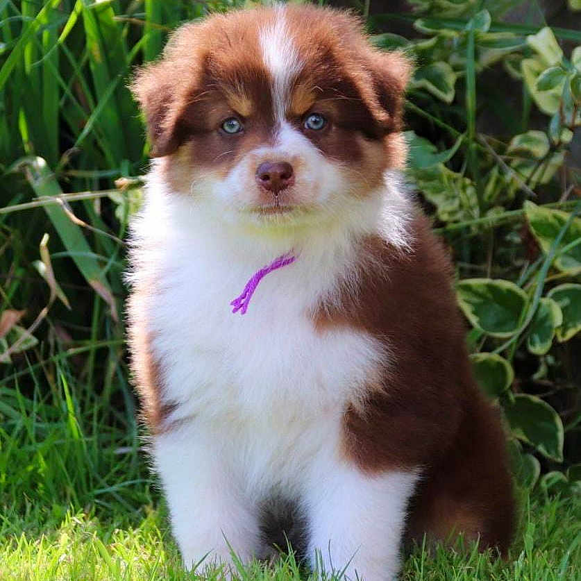 Ruby a rejoint le concours — aidez-le/la à gagner de superbes lots ! accessories, animal, canine, cockerspaniel, dog, eskimodog, flower, grass, green, herbal, herbs, husky, lawn, papillon, pet, plant, pottedplant, puppy, strap, vegetation