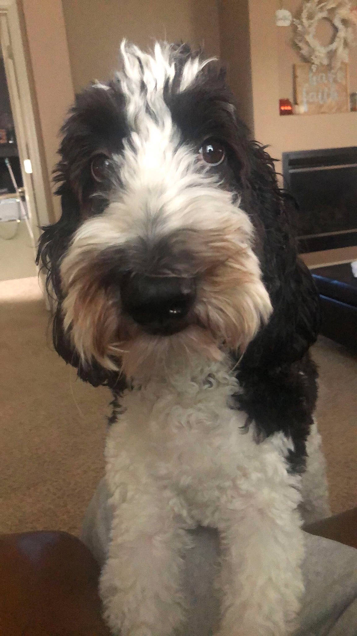 Lola joined the competition — help win amazing prizes! canidae, carnivore, companion_dog, dog, dog_breed, fur, maltepoo, non_sporting_group, snout, sporting_group, terrier, toy_dog, water_dog, working_animal, yorkipoo