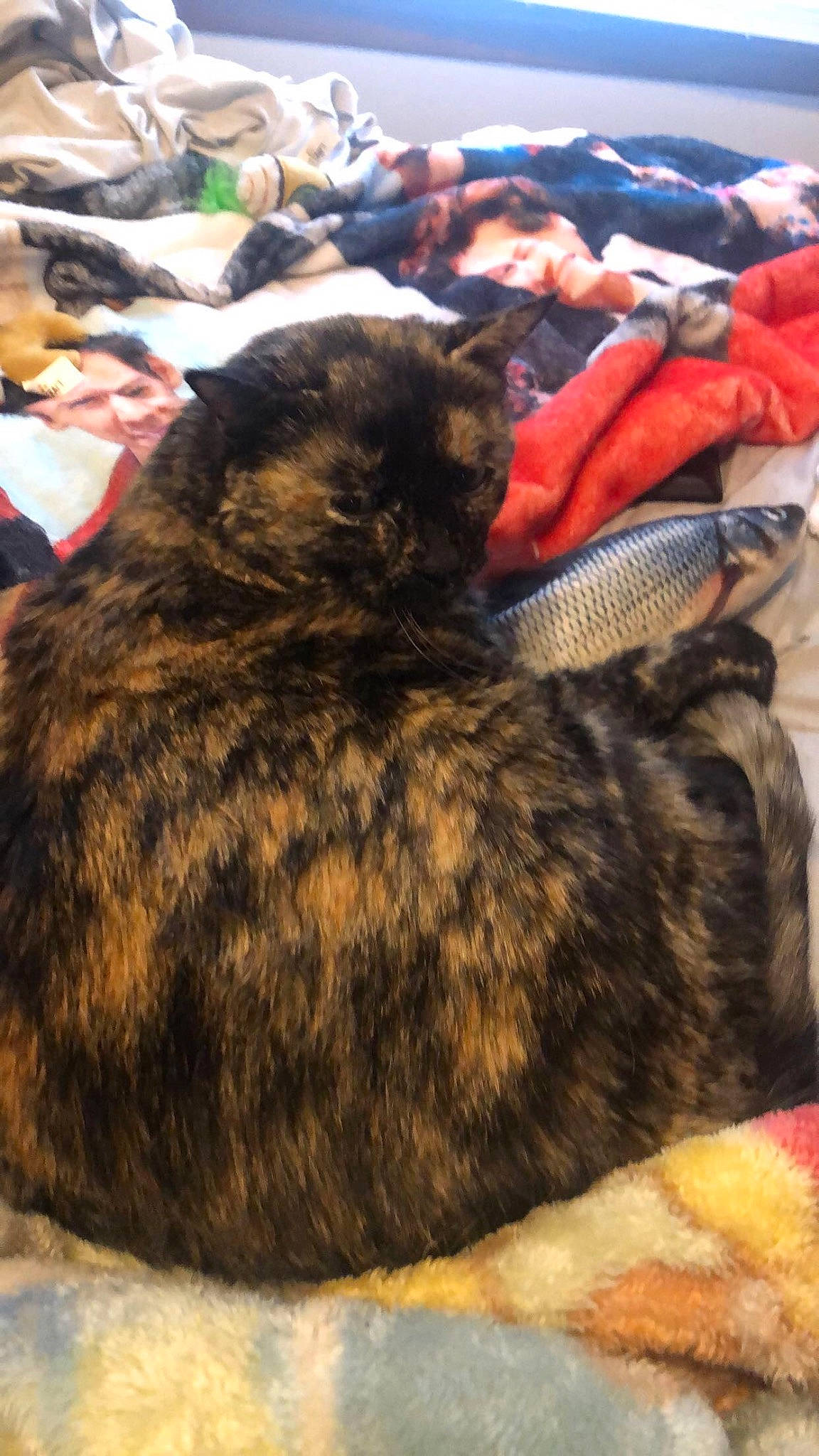 Lulu is registered to the contest to win money with this photo: bag, baggage, brown, canidae, carnivore, cat, comfort, domestic_short_haired_cat, felidae, fur, grass, linens, luggage_and_bags, mammal, nap, small_to_medium_sized_cats, tail, textile, vertebrate, whiskers