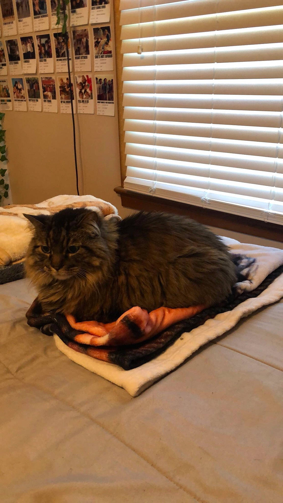 Bear joined the competition — help win amazing prizes! carnivore, cat, comfort, felidae, flooring, fur, hardwood, nap, room, sitting, small_to_medium_sized_cats, tail, terrestrial_animal, tints_and_shades, whiskers, window, window_blind, window_covering, window_treatment, wood