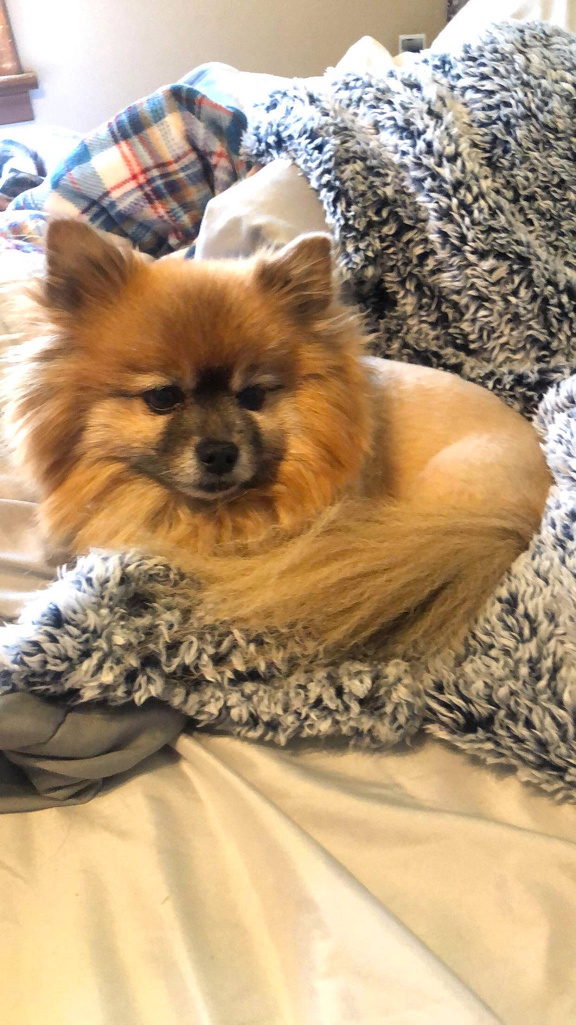 Harley is registered to the contest to win money with this photo: canidae, carnivore, comfort, companion_dog, dog, dog_breed, dog_supply, event, fashion_accessory, fashion_design, fawn, fur, liver, non_sporting_group, snout, terrestrial_animal, toy_dog, tree, whiskers, working_animal