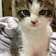 Cookie is registered to the contest to win money with this photo: kitten, cat, pet, animal, fur, whiskers, cute, indoor, closeup, young, tabby, white, eyes, face, paws, soft, cozy, blanket, domestic, feline