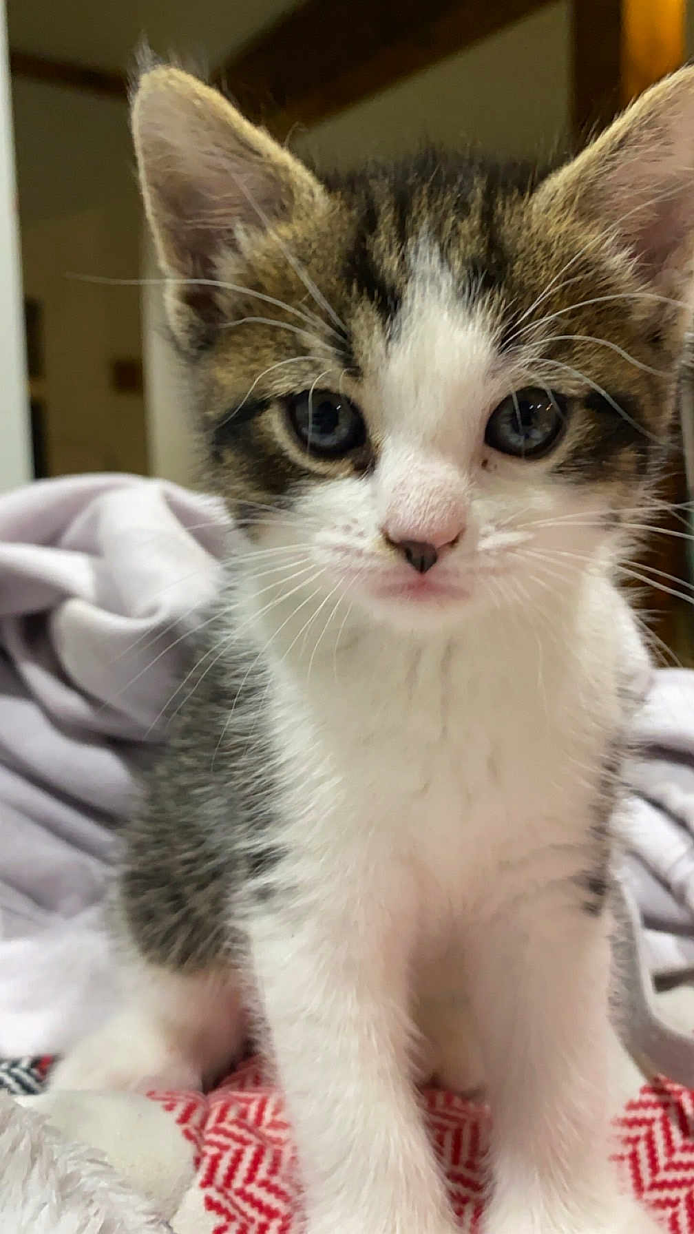 Cookie is registered to the contest to win money with this photo: kitten, cat, pet, animal, fur, whiskers, cute, indoor, closeup, young, tabby, white, eyes, face, paws, soft, cozy, blanket, domestic, feline