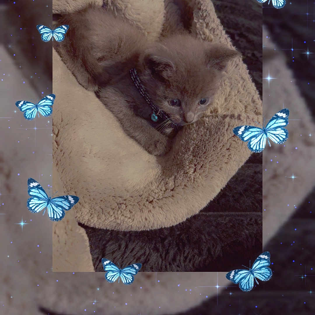 Chico And Sparkles
