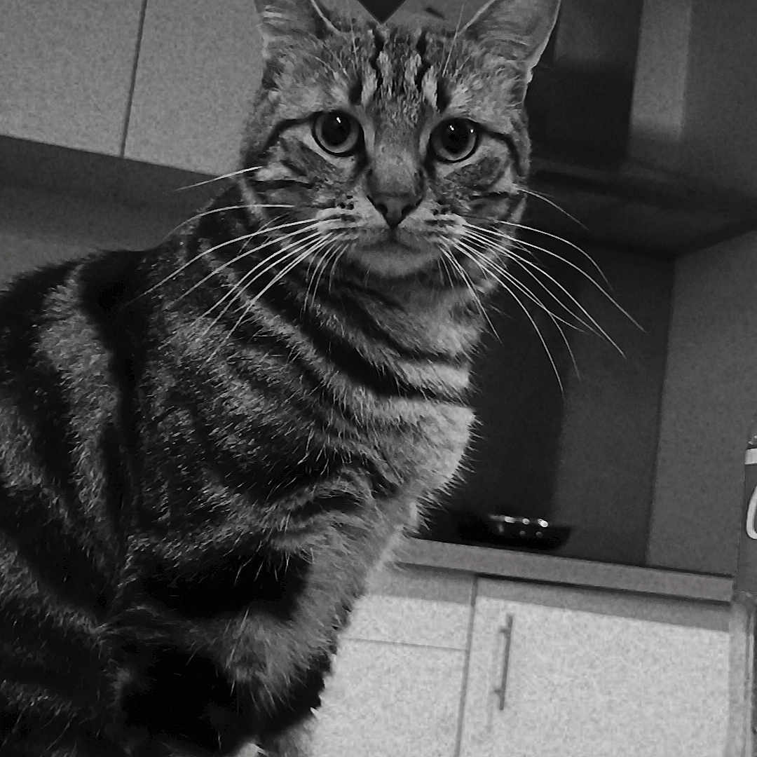 Simba a rejoint le concours — aidez-le/la à gagner de superbes lots ! abyssinian, animal, architecture, building, cat, closet, computerhardware, couch, cupboard, electronics, furniture, hardware, indoors, kitten, livingroom, manx, pet, room, screen, sphere
