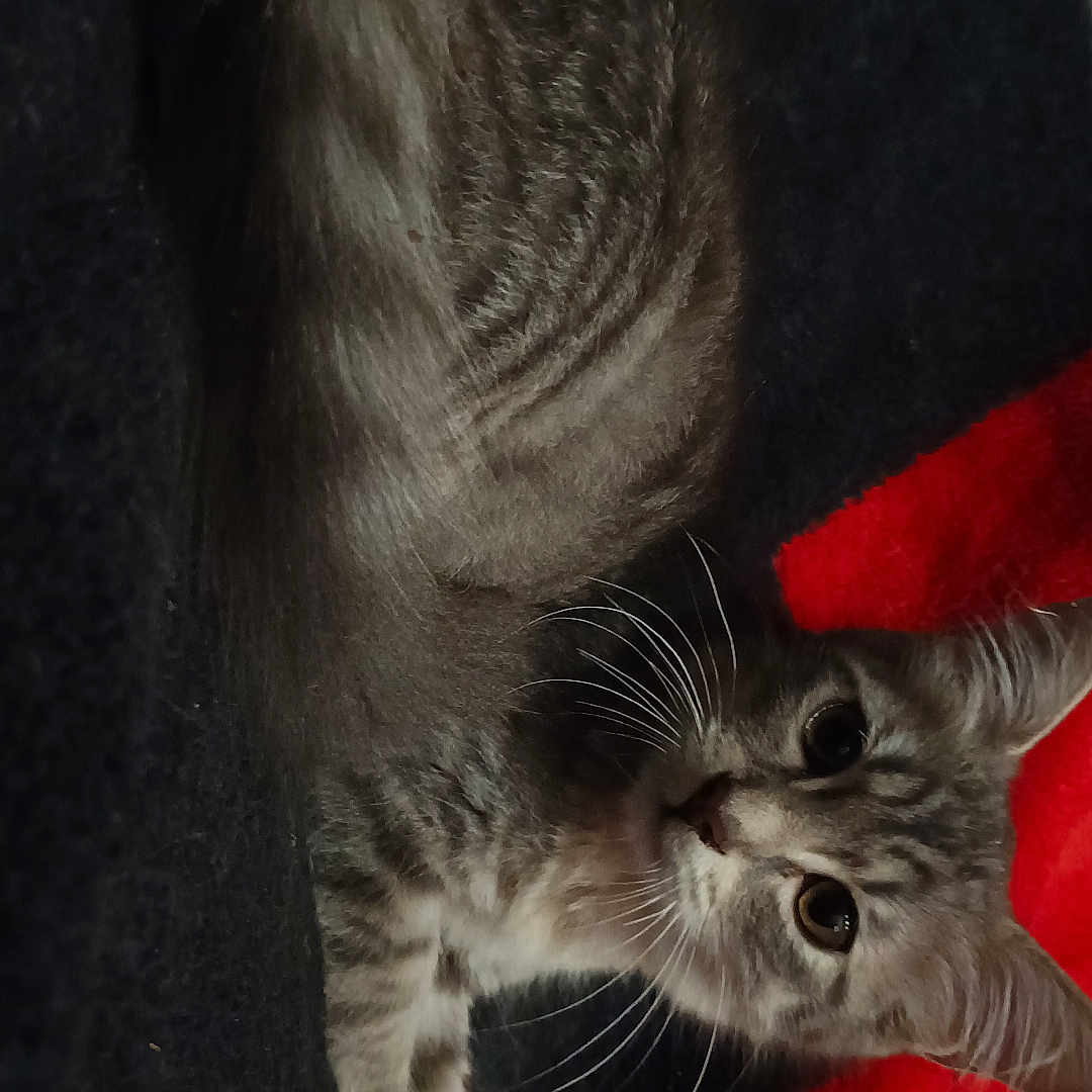 Mila