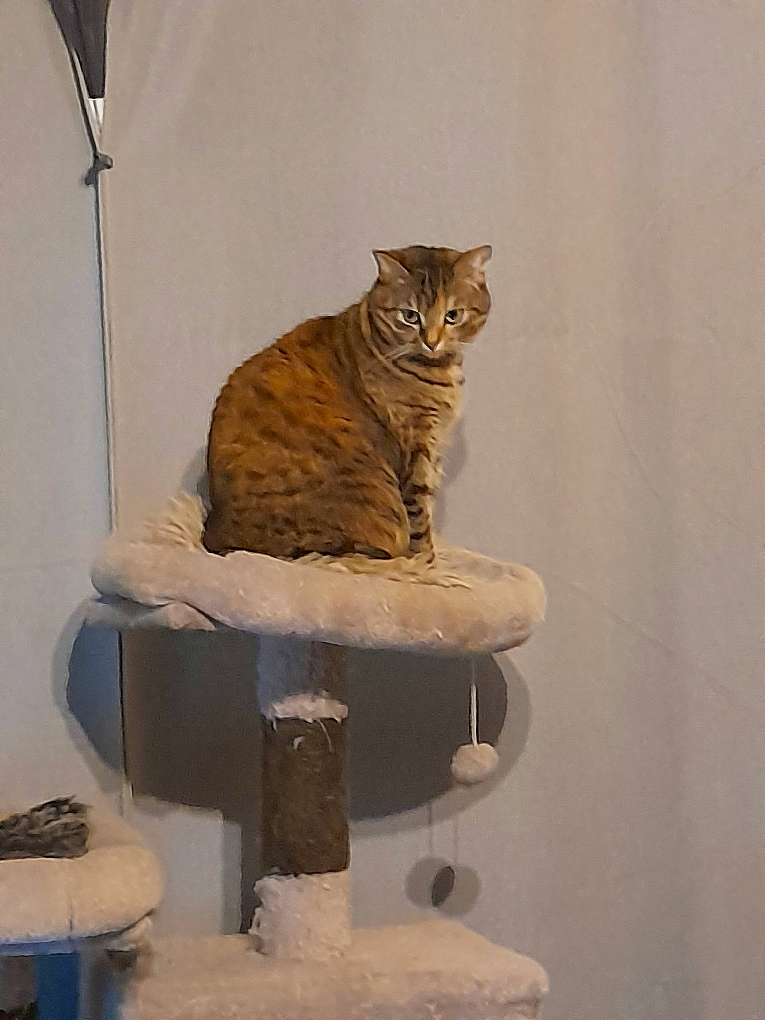 Miska a rejoint le concours — aidez-le/la à gagner de superbes lots ! art, carnivore, cat, cat_supply, domestic_short_haired_cat, fawn, felidae, fur, house, pet_supply, plaster, room, scottish_fold, small_to_medium_sized_cats, tail, terrestrial_animal, visual_arts, whiskers, window, wood