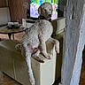 dog, curly_fur, living_room, couch, television, indoor, wooden_paneling, fan, table, candles, floor_tiles, furniture, pet, animal, relaxing, home_decor, white, seated, domestic, cozy