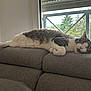 Grisou participe au concours pour gagner de l'argent avec cette photo : cat, cozy, daylight, feline, gray_couch, home, houseplant_outside, indoor, living_room, paw, pet, relaxed, resting, sleepy, stretching, tabby, white_fur, window, window_frame, yawning