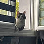 Grisou a rejoint le concours — aidez-le/la à gagner de superbes lots ! animal, blind, cat, closeup, curious, daylight, ears, face, feline, home, indoor, light, looking, pet, resting, shadow, tabby, whiskers, window, windowsill
