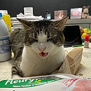 Grisou a rejoint le concours — aidez-le/la à gagner de superbes lots ! background_photos, cat, closeup, clutter, domestic, domestic_animal, ears, face, feline, food_package, fur, household_items, indoor, kitchen, meowing, mouth_open, pet, resting, table, whiskers