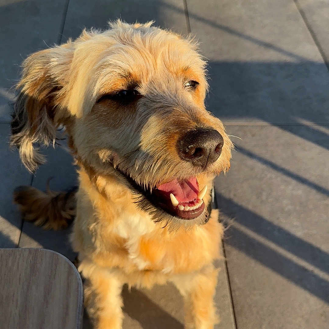 Kangoo participe au concours pour gagner de l'argent avec cette photo : animal, canine, closeup, daylight, dog, ears, fur, furniture, happy, metal_frame, nose, outdoor, pavement, pet, shadow, sitting, smiling, sunlight, table, tongue