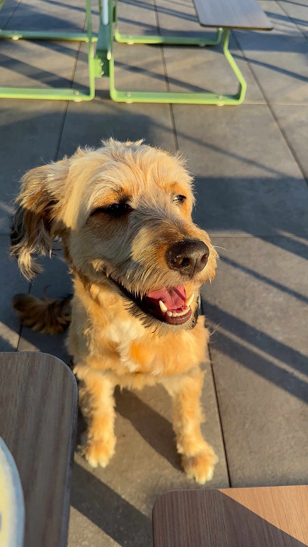 Kangoo participe au concours pour gagner de l'argent avec cette photo : dog, outdoor, sunlight, happy, smiling, pavement, shadow, furniture, metal_frame, pet, canine, animal, closeup, tongue, daylight, sitting, fur, nose, ears, table
