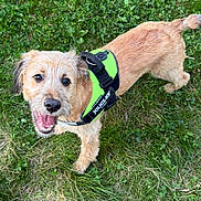 Kangoo a rejoint le concours — aidez-le/la à gagner de superbes lots ! dog, canine, pet, grass, greenery, outdoor, happy, smiling, fur, harness, animal, playful, cute, nature, mammal, friendly, walking, looking_up, tongue_out, small_dog