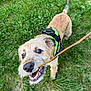 Kangoo participe au concours pour gagner de l'argent avec cette photo : dog, stick, grass, outdoor, playful, canine, pet, green_harness, mouth_open, fur, animal, nature, snout, teeth, tail, grass_field, happy, energetic, close_up, daytime