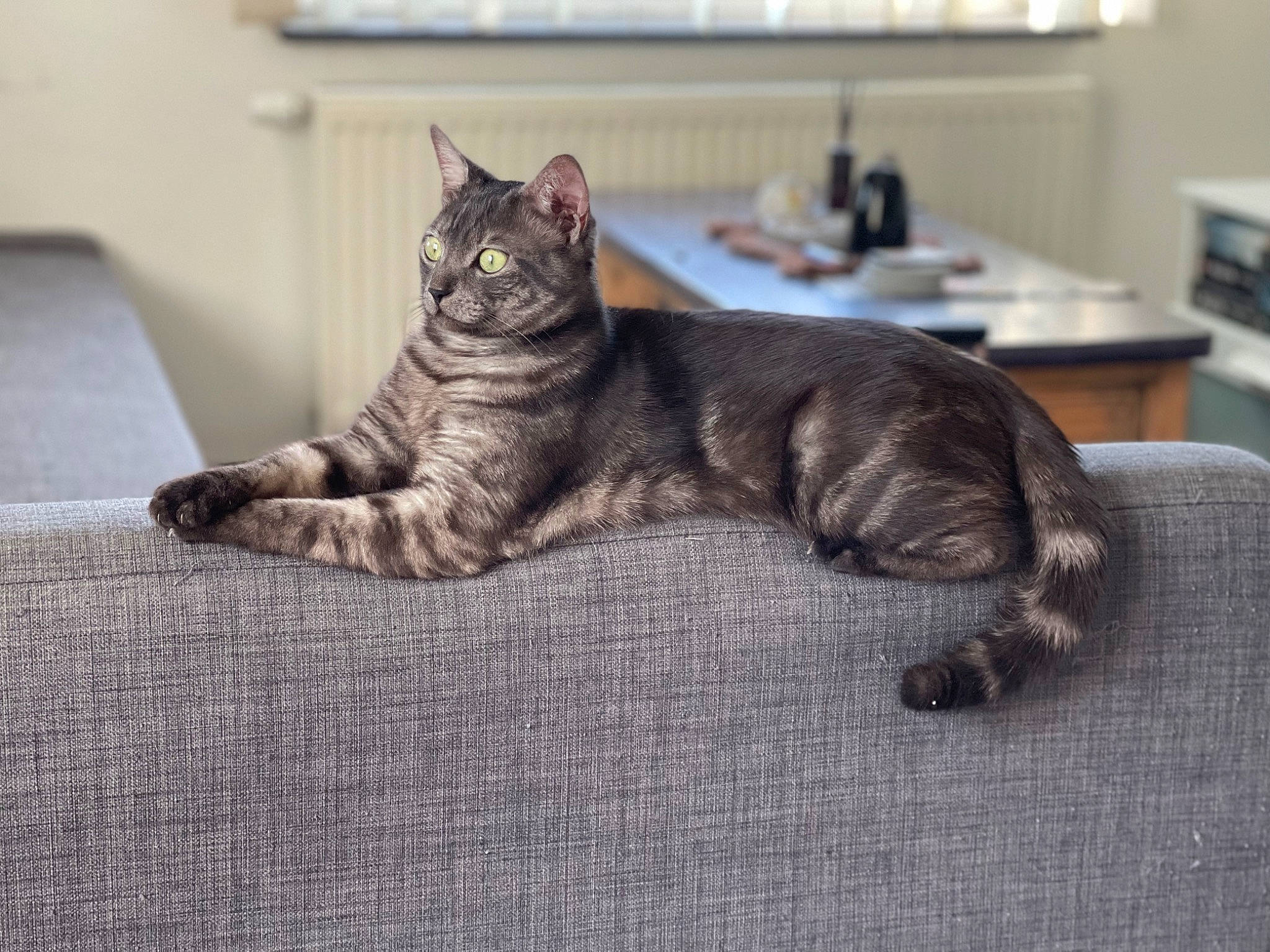 Athèno participe au concours pour gagner de l'argent avec cette photo : carnivore, cat, claw, comfort, domestic_short_haired_cat, felidae, flooring, fur, grey, hardwood, nap, paw, sitting, small_to_medium_sized_cats, snout, tail, terrestrial_animal, whiskers, window, wood
